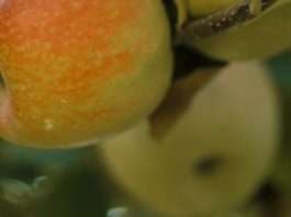 Cosecha sus bendiciones