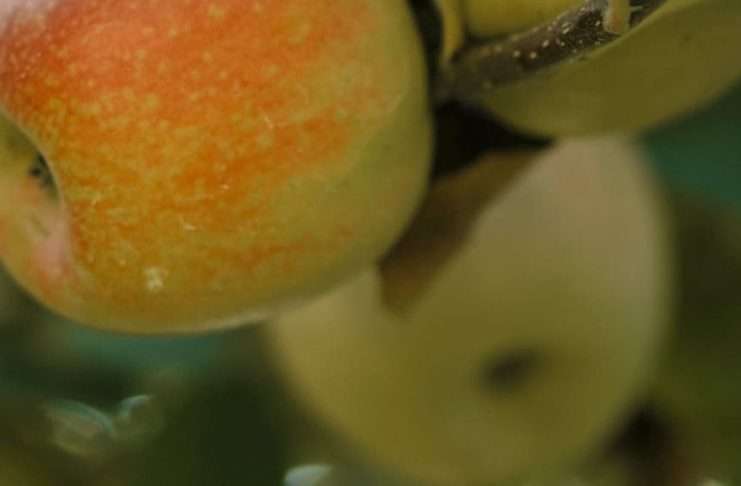 Cosecha sus bendiciones