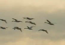 Mantenerse en armonía