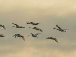 Mantenerse en armonía