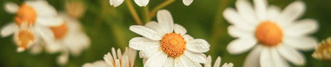 odb20260810