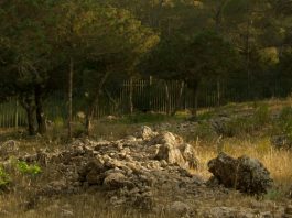 Heridas que edifican y sanan